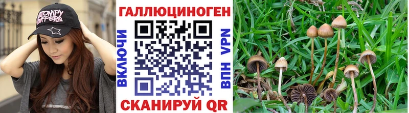 Псилоцибиновые грибы Psilocybe  hydra рабочий сайт  Ак-Довурак 